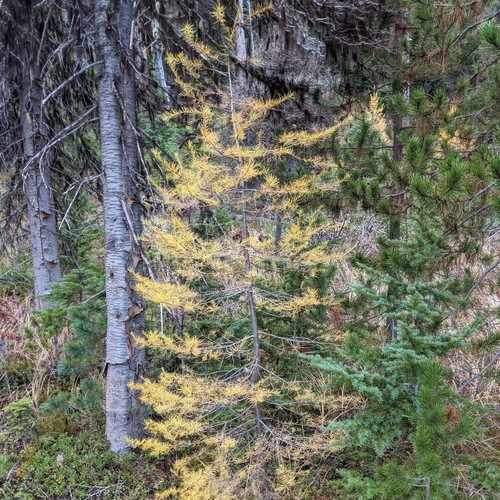 Western Larch Identifiable Plants in Washington State