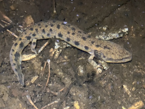Common Mudpuppy