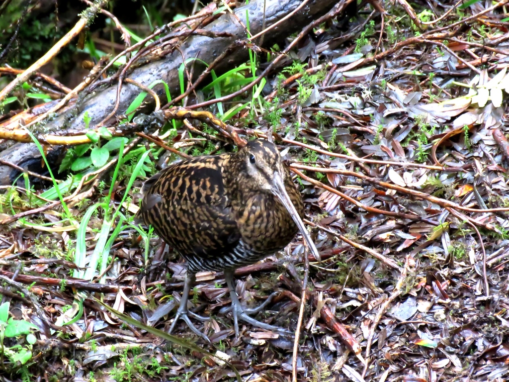Imperial Snipe photo