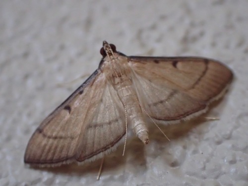 Bradina admixtalis
