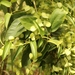 Dioscorea cirrhosa - Photo (c) Lijin Huang (紫楝), όλα τα δικαιώματα διατηρούνται, uploaded by Lijin Huang (紫楝)