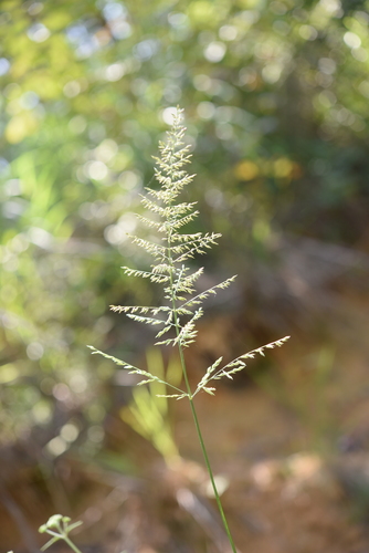 Subspecies Arundinella hirta ciliata · iNaturalist