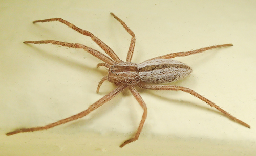 Slender Crab Spiders