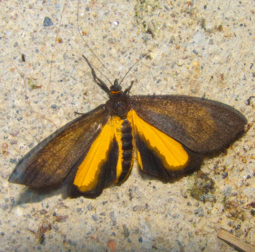 Virbia medarda Stoll, 1781