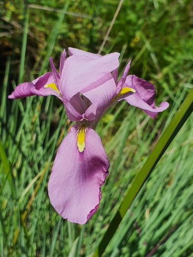 Moraea ardesiaca