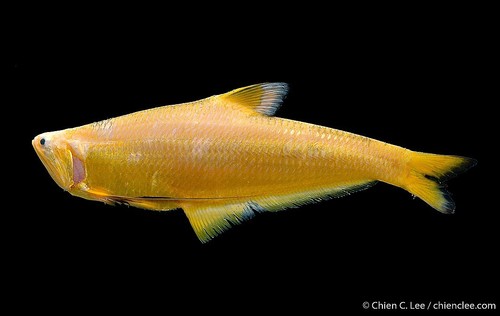 Setipinna breviceps