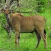 Western Derby Eland - Photo (c) WildNothos, all rights reserved, uploaded by WildNothos
