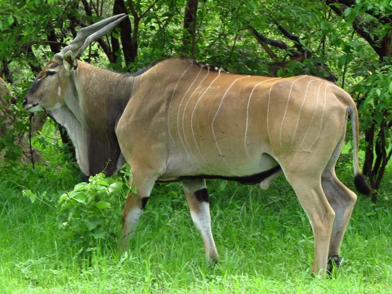 giant eland antelope