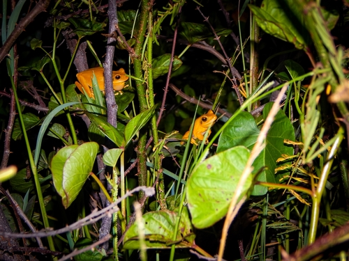Chaco Tree Frog