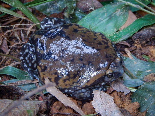 Muller's Termite Frog