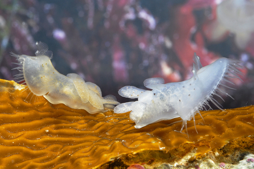Hooded Nudibranch