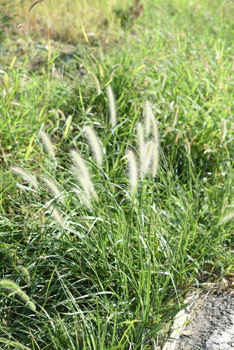Flaccidgrass (Cenchrus flaccidus)
