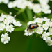 Angle-spotted Scymnus - Photo (c) Sergey Chebanov, all rights reserved, uploaded by Sergey Chebanov