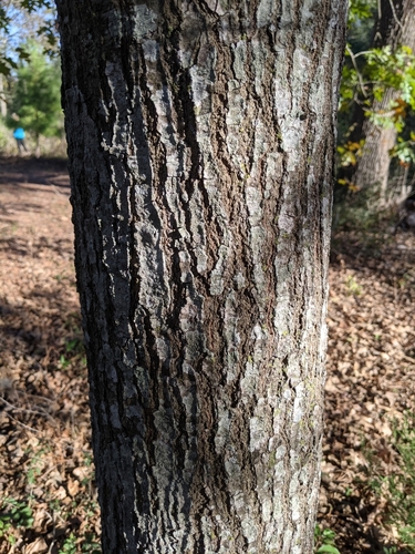 Texas red oak