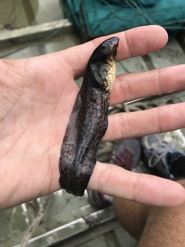 Pig Frog