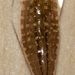 Glossiphonia elegans - Photo (c) Owen Ridgen, כל הזכויות שמורות, הועלה על ידי Owen Ridgen