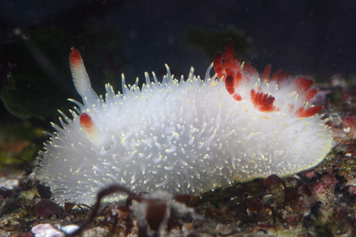 Nanaimo Dorid