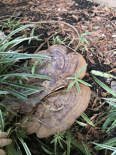 Ganoderma polychromum