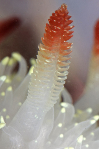 Nanaimo Dorid