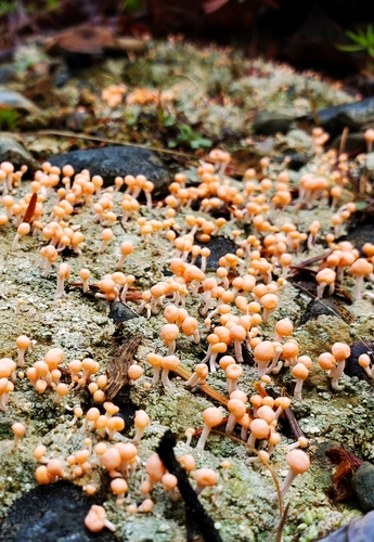 Pink Earth Lichen