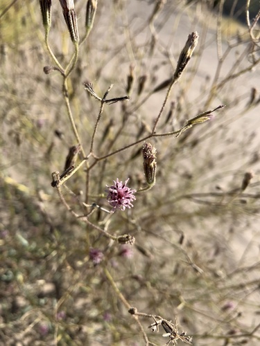 Rio Grande Palafox (Palafoxia riograndensis)