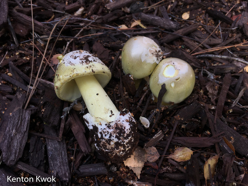 Deathcap