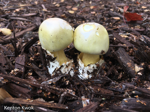 Deathcap