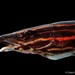 Spiny Eels - Photo (c) Chien Lee, all rights reserved, uploaded by Chien Lee