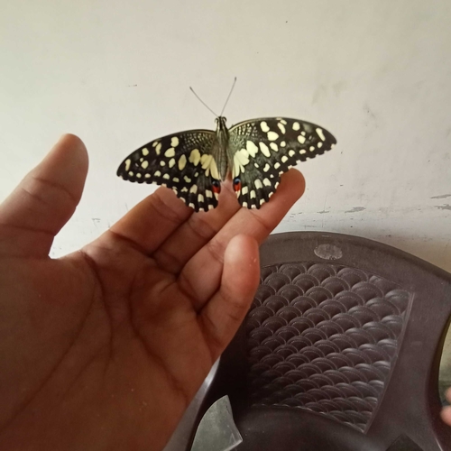 Lime Swallowtail