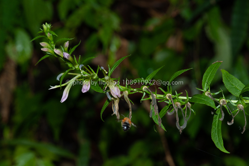 Lobelia davidii