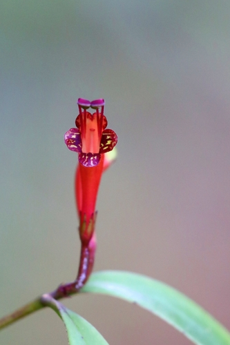 Aeschynanthus ceylanicus