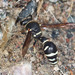 Cross Potter Wasp - Photo (c) Michael King, all rights reserved, uploaded by Michael King