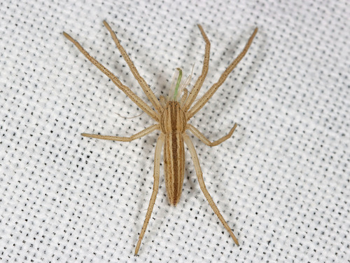 Maritime Running Crab Spider