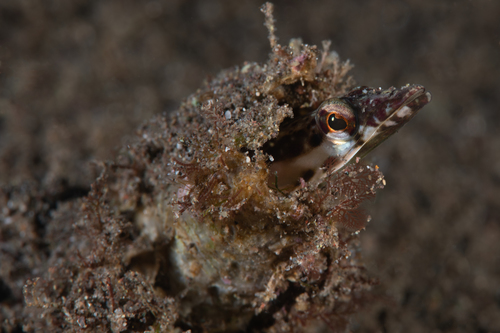 Orangethroat Pikeblenny