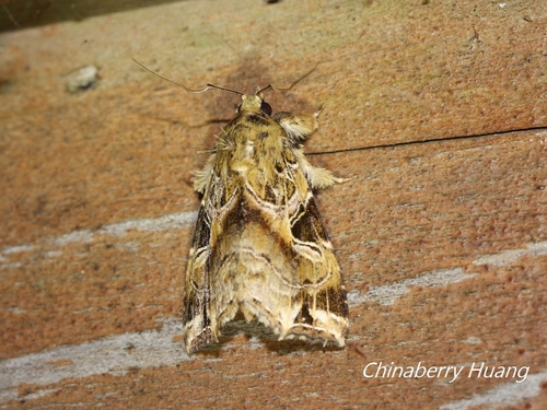 Callopistria phaeogona
