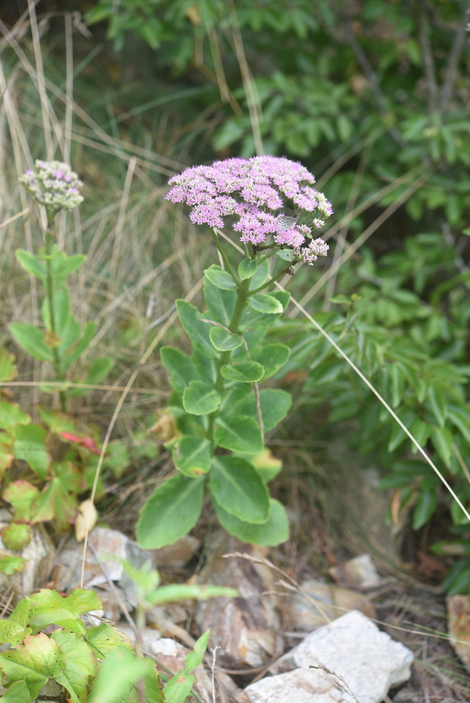 Hylotelephium spectabile