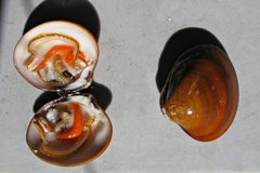 Megapitaria aurantiaca image
