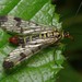 Common European Scorpionfly - Photo (c) Linné's Nightmare, all rights reserved, uploaded by Linné's Nightmare