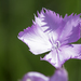 Dianthus zeyheri - Photo (c) Steve Woodhall, todos los derechos reservados, subido por Steve Woodhall