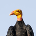 Turkey and Yellow-headed Vultures - Photo (c) Jessica dos Anjos, all rights reserved, uploaded by Jessica dos Anjos