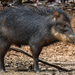 White-lipped Peccary - Photo (c) Jessica dos Anjos, all rights reserved, uploaded by Jessica dos Anjos