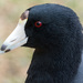 Fulica - Photo (c) Juan Miguel Artigas Azas, όλα τα δικαιώματα διατηρούνται, uploaded by Juan Miguel Artigas Azas