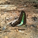 Graphium teredon - Photo (c) Aks Aks, todos los derechos reservados, subido por Aks Aks