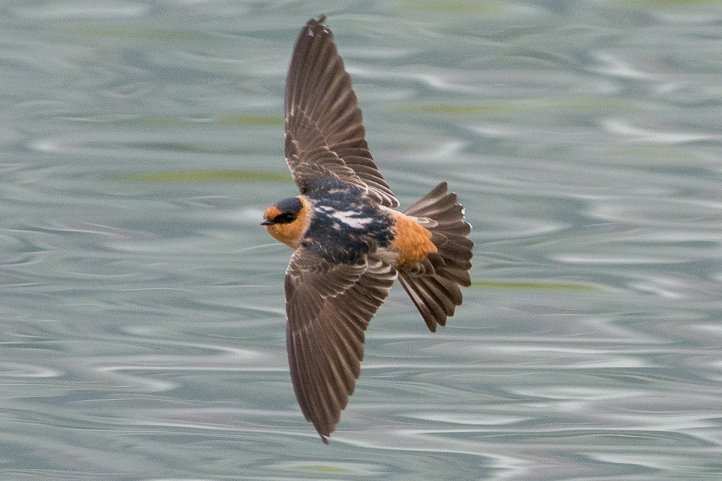 Cave Swallow photo