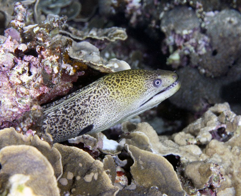 Giant Moray