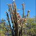 Cereus hildmannianus - Photo (c) RAP, all rights reserved