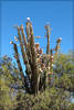 Andes Organ Pipe Cactus - Photo (c) RAP, all rights reserved, uploaded by RAP