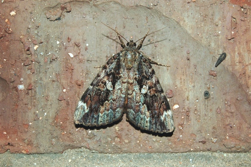 Betrothed Underwing