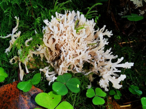 White Coral Fungus