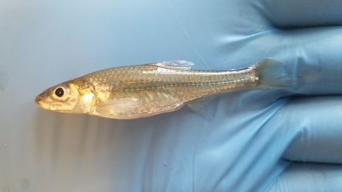 Silverjaw Minnow
